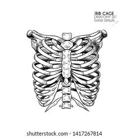 Hand drawn anatomy set. Vector human body parts, bones. Rib cage or chest bones. Vintage medicinal illustration. Use for Haloween poster, medical atlas, science realistic image