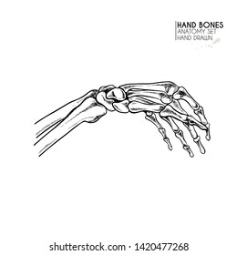 Hand drawn anatomy set. Vector human body parts, bones. Hand gesture in different positions. Vintage medicinal illustration. Use for Haloween poster, medical atlas, science realistic image