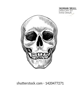 Hand drawn anatomy set. Vector human body parts, bones. Skull frontal view. Vintage medicinal illustration. Use for Haloween poster, medical atlas, science realistic image
