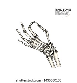 Hand drawn anatomy set. Vector human body parts, bones. Hand gesture in different positions. Vintage medicinal illustration. Use for Haloween poster, medical atlas, science realistic image
