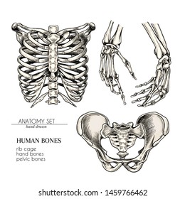 Hand drawn anatomy set. Vector human body parts, bones. Hands, rib cage or ches, pelvic bones. Vintage medicinal illustration. Use for Haloween poster, medical atlas, science realistic image