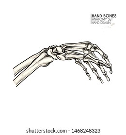 Hand drawn anatomy set. Vector human body parts, bones. Hand gesture in different positions. Vintage medicinal illustration. Use for Haloween poster, medical atlas, science realistic image