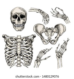 Hand drawn anatomy set. Vector human body parts, bones. Skull, hands, rib cage or chest, pelvic bones. Vintage medicinal illustration. Use for Haloween poster, medical atlas, science realistic image