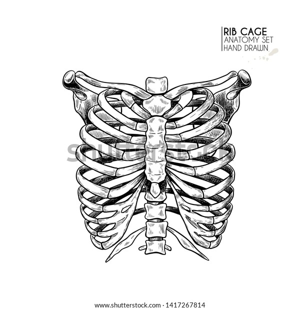 Hand drawn
anatomy set. Vector human body parts, bones. Rib cage or chest
bones. Vintage medicinal illustration. Use for Haloween poster,
medical atlas, science realistic
image