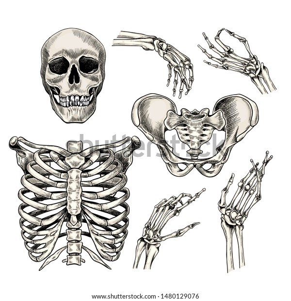 手描きの解剖学セット 人体の部分 骨のベクター画像 頭蓋骨 手 肋骨ケージ 胸骨 ビンテージの薬用イラスト Haloweenポスター 医療地図 科学の リアルな画像に使用 のベクター画像素材 ロイヤリティフリー