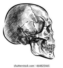 hand drawn anatomy skull with different tones and lines. Vector