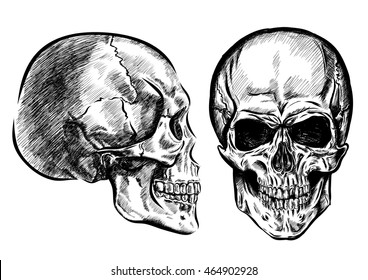 hand drawn anatomy skull with different tones and lines. Vector