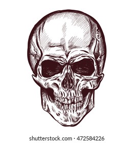 hand drawn anatomy skull with different tones and lines. Vector