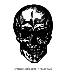 hand drawn anatomy skull with different tones and lines. Vector
