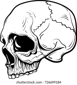 Hand Drawn Anatomy Skull Vector Stock Vector (Royalty Free) 726699184 ...