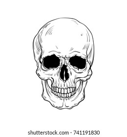 hand drawn anatomy skull . Vector illustration