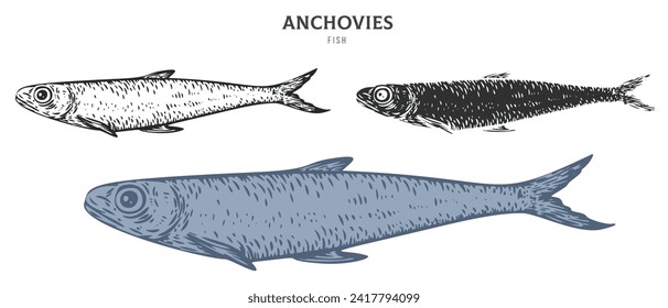 Hand drawn anchovies fish isolated on white background. Set cartoon element in outline, monochrome and color version. Vector illustration in retro vintage engraving style.