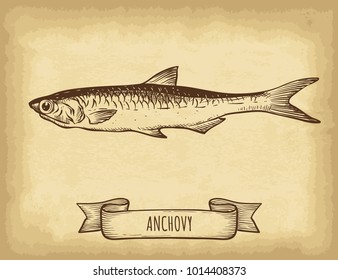 Hand drawn anchovy fish isolated. Old craft paper texture background. Ribbon banner. Engraved style vector illustration. Template for your design works.