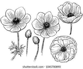 Hand drawn anemone flower isolated on white background. Set of elements. Vector illustration. Perfect for invitation, greeting card, fashion print, banner, poster for textiles, design, coloring book.