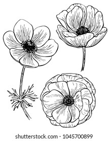 Hand drawn anemone flower isolated on white background. Set of elements. Vector illustration. Perfect for invitation, greeting card, fashion print, banner, poster for textiles, design, coloring book.