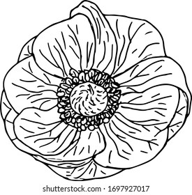 Hand drawn anemone flower in outline style. Vector isolated on white background. Top view
