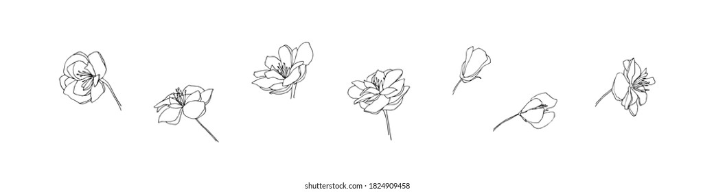 Hand drawn anemone flower set. Outline floral collection painted by ink. Black isolated sketch vector on white background.