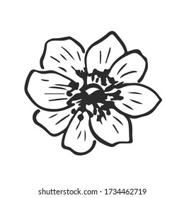 Hand Drawn Anemone Flower - Vector Decoration