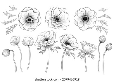 hand drawn anemone flower vector illustration.