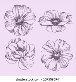 Hand drawn anemone flowers elements isolated