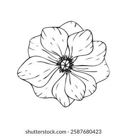 Hand drawn anemone. Line art vector illustration