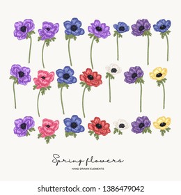 Hand drawn anemones. Spring flowers set. Garden plants. Botanical vector illustration.