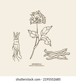 Hand drawn angelica plant and root