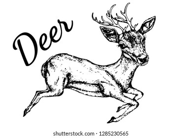 Hand drawn Animal isolated on white background. Sketch, vector illustration.