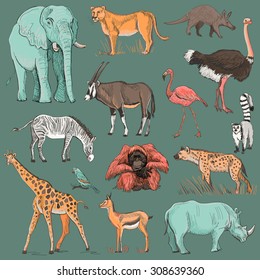 Hand drawn animal planet illustration such as elephant, giraffe, lioness, hyena, orangutan, parrot, rhino, zebra, deer, lemur, ostrich, anteater, flamingo