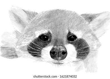 
Hand drawn animal raccoon with pencil. Graphic sketch.
