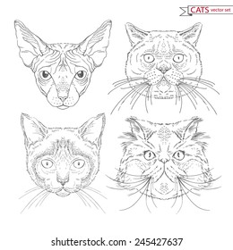 hand drawn animal set of cats