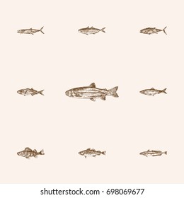 Hand Drawn Animal Sketches Set. Collection Of Luffar, Tuna Fish, Seafood And Other Sketch Elements.