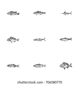 Hand Drawn Animal Sketches Set. Collection Of Wrasse, Sea Bream, Carp And Other Sketch Elements.