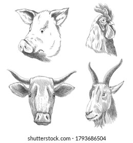 Hand drawn animals. Farm livestock animals. Vintage vector engraving illustrations for poster or web. Hand drawn pig, cock, cow and goat sketch in a graphic style