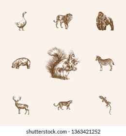 Hand drawn animals sketches set. Collection of duck, lion, gecko and other sketch elements.