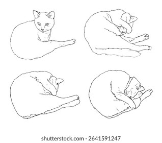 Hand drawn animation sketch of sleepy cats poses. The cat is getting ready for bed.