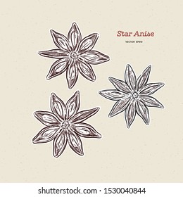 Hand drawn Anise star flower seed plant. Sketch illustration. Spicy herbs