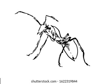 Hand drawn ant insect, contour pismire painted by ink, emmet sketch vector illustration, black isolated character on white background.
