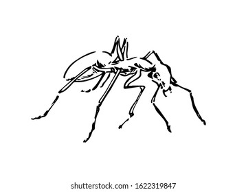 Hand drawn ant insect, doodle pismire painted by ink, emmet sketch vector illustration, black isolated character on white background.
