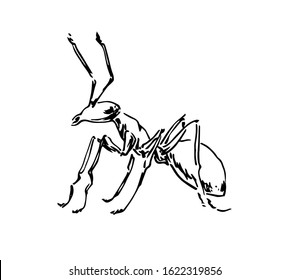 Hand drawn ant insect, one pismire painted by ink, emmet sketch vector illustration, black isolated character on white background.