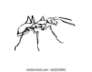 Hand drawn ant insect, outline pismire painted by ink, emmet sketch vector illustration, black isolated character on white background.