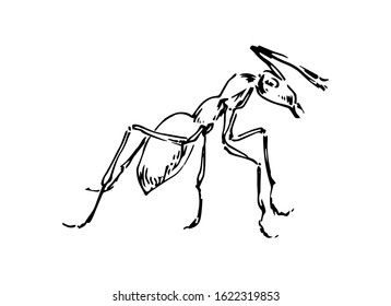 Hand drawn ant insect, stylized pismire painted by ink, emmet sketch vector illustration, black isolated character on white background.