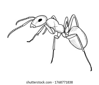 Hand Drawn Ant Sketch Simple Style Stock Vector (Royalty Free ...