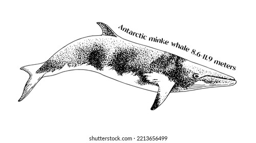 Hand drawn Antarctic Minke Whale