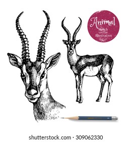 Hand drawn antelope animal vector illustration. Sketch isolated on white background with pencil and label banner