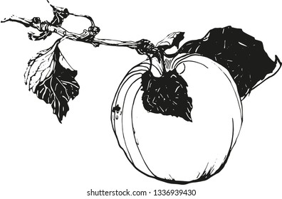 Hand drawn apple