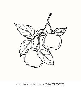 Hand drawn apple branch illustration