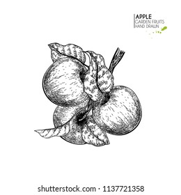 Hand drawn apple branch. Vector engraved illustration. Juicy natural fruit. Food healthy ingredient. For cooking, cosmetic package design, medicinal herb, treating, healt care.