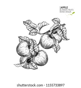 Hand drawn apple branch. Vector engraved illustration. Juicy natural fruit. Food healthy ingredient. For cooking, cosmetic package design, medicinal herb, treating, healt care.