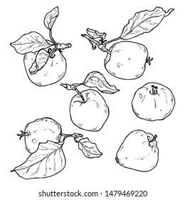 Hand drawn apple collection in vector